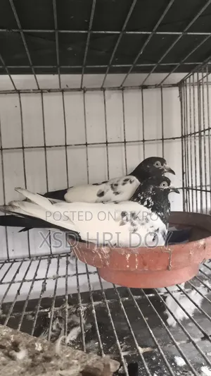 Salara Teddy Pigeon, in urgent need of money, so selling it.