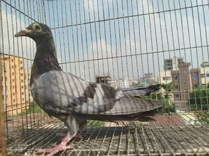 4 pieces pigeon