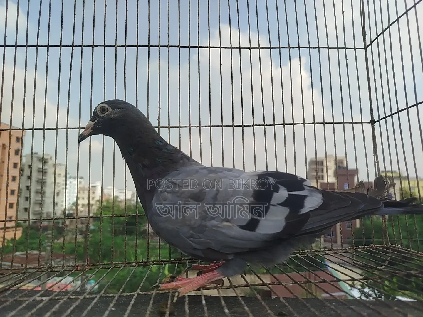 4 pieces pigeon