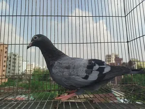 4 pieces pigeon