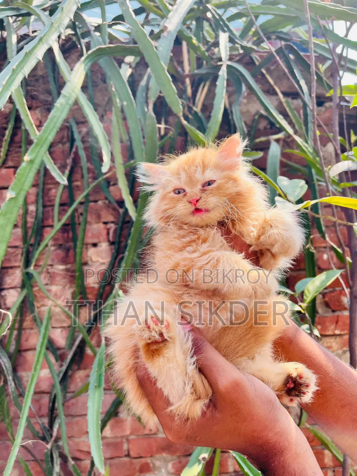১-৩ মাসের ফিমেল পিওরব্রেড পার্সিয়ান