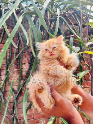 ১-৩ মাসের ফিমেল পিওরব্রেড পার্সিয়ান