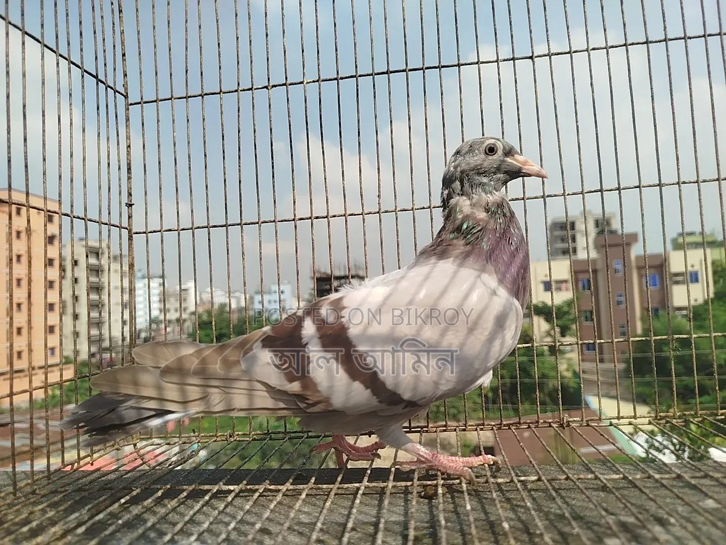 4 pieces pigeon