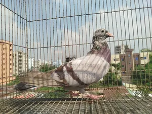 4 pieces pigeon