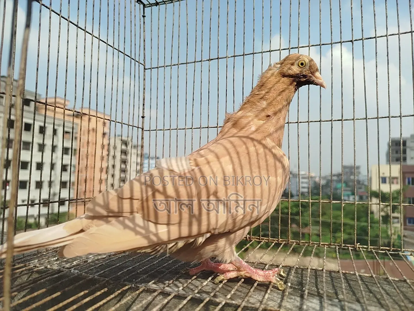 4 pieces pigeon