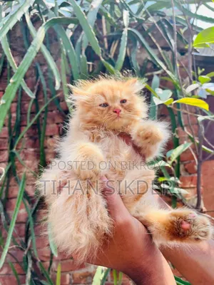 ১-৩ মাসের ফিমেল পিওরব্রেড পার্সিয়ান