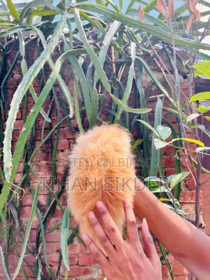 ১-৩ মাসের ফিমেল পিওরব্রেড পার্সিয়ান