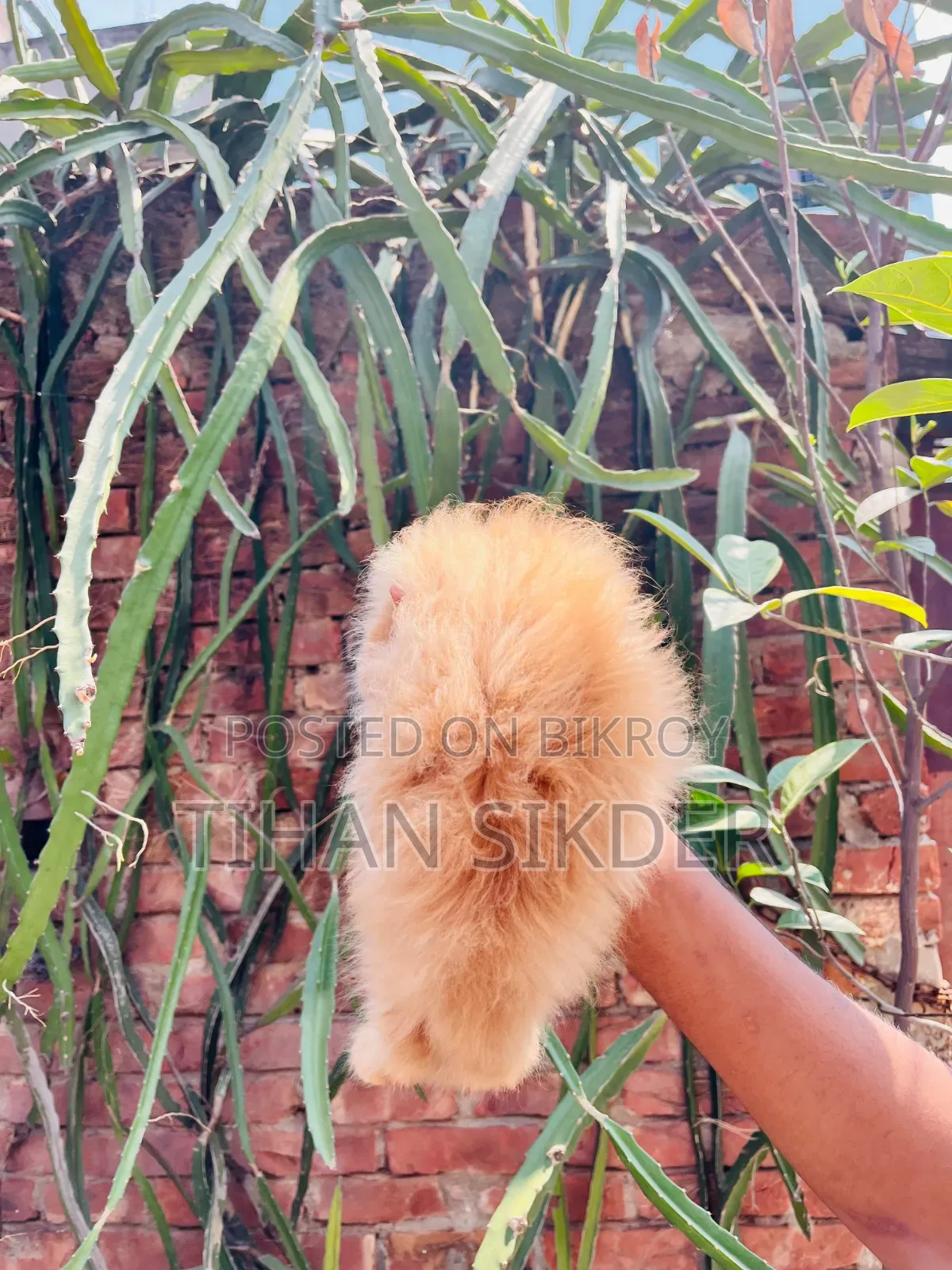 ১-৩ মাসের ফিমেল পিওরব্রেড পার্সিয়ান