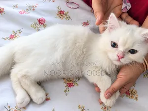 1-3 months Female Purebred Persian