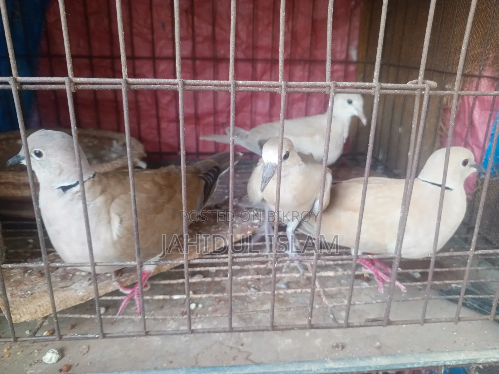 Fancy Pigeons with Cage for Sale