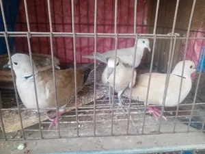 Fancy Pigeons with Cage for Sale