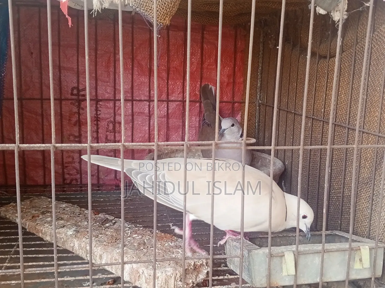 Fancy Pigeons with Cage for Sale