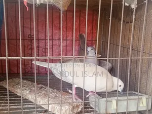 Fancy Pigeons with Cage for Sale