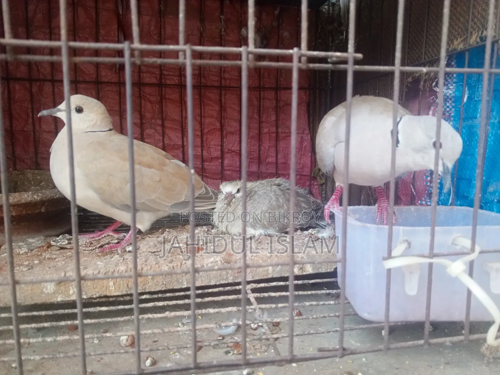 Fancy Pigeons with Cage for Sale