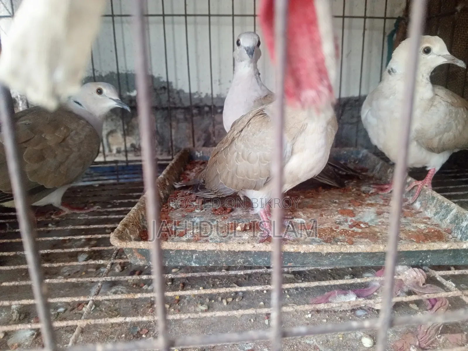 Fancy Pigeons with Cage for Sale