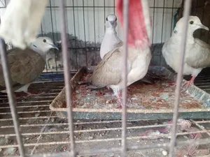 Fancy Pigeons with Cage for Sale