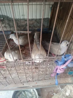 Fancy Pigeons with Cage for Sale