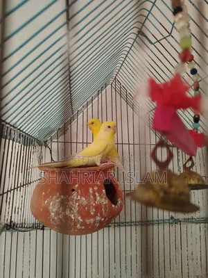 Budgerigar Pakhi