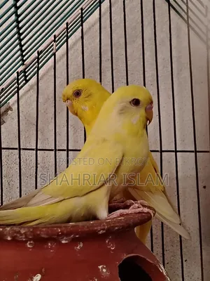 Budgerigar Pakhi