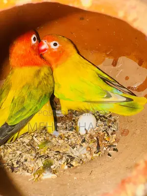 গ্রিন ইউউইং ওপ্যালিন লাভ বার্ড