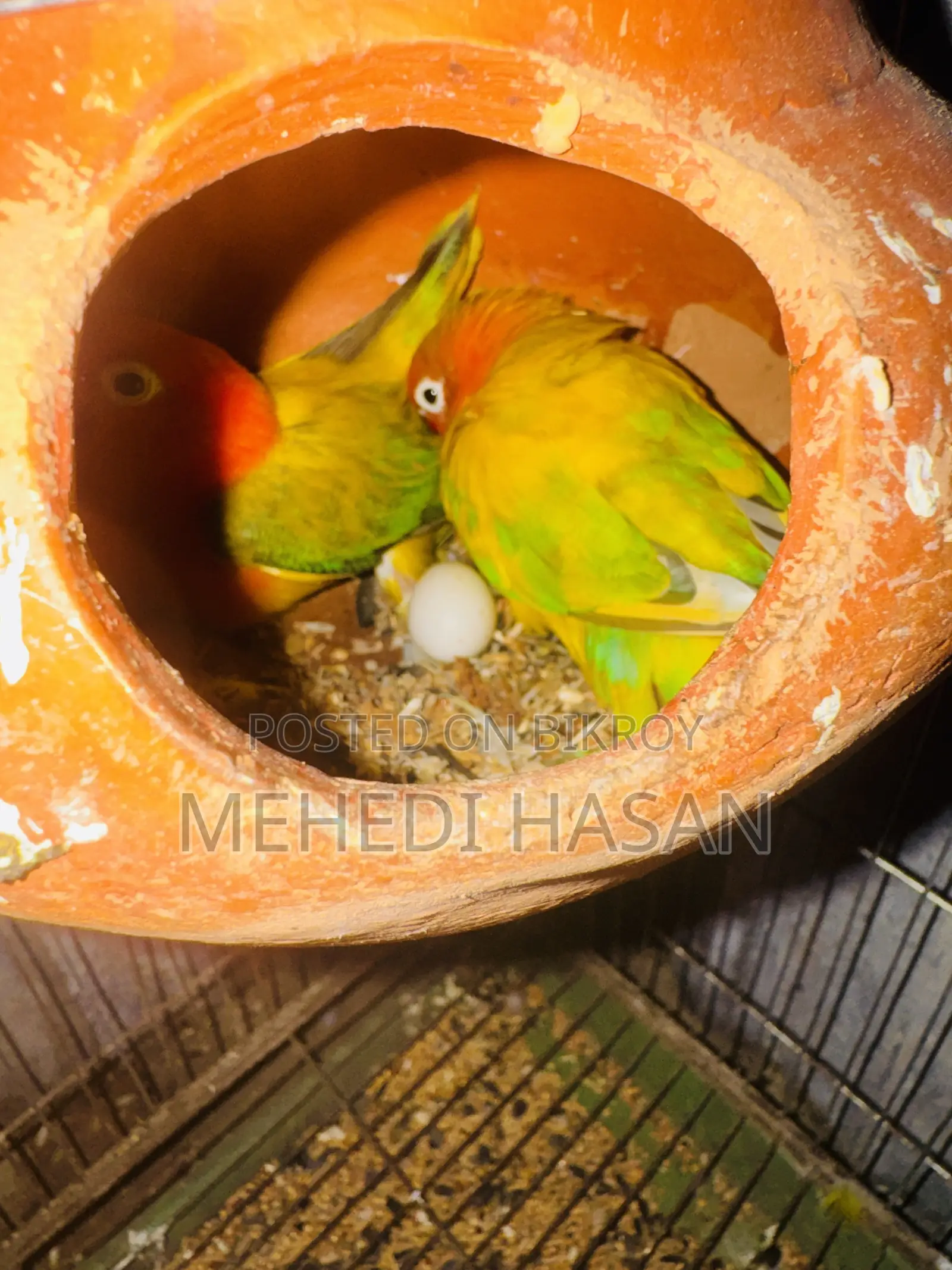 গ্রিন ইউউইং ওপ্যালিন লাভ বার্ড