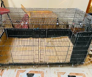 18x36 Portable Cage