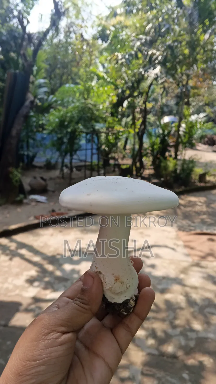 মিল্ক মাশরুম