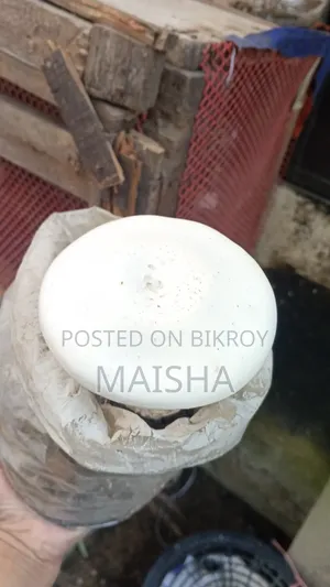 মিল্ক মাশরুম