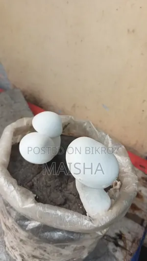 Milk Mushroom