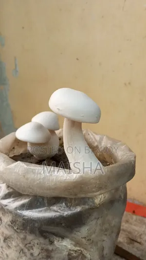 মিল্ক মাশরুম