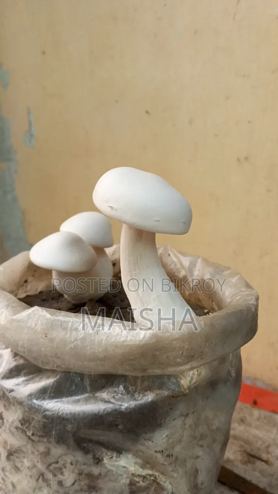 মিল্ক মাশরুম