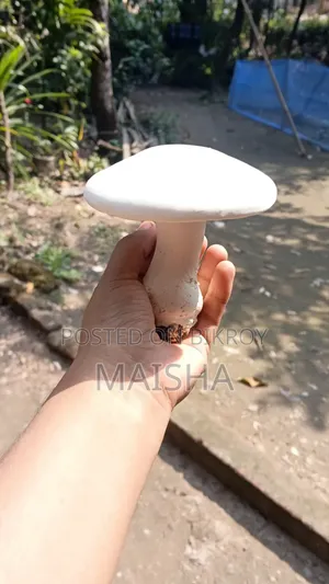 মিল্ক মাশরুম