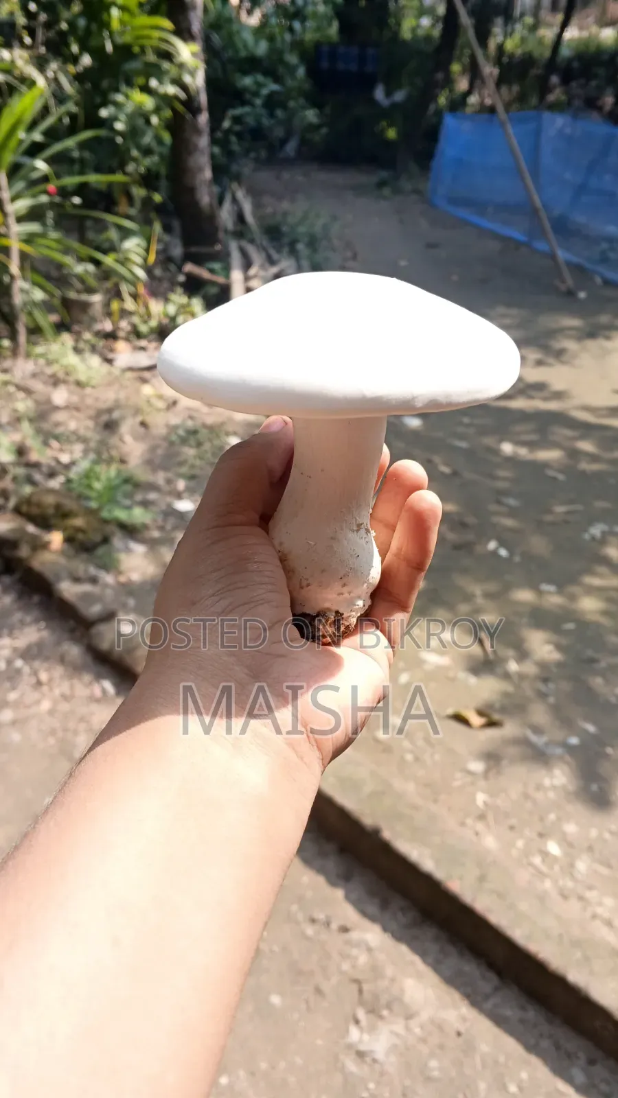 মিল্ক মাশরুম