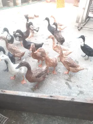 Pure local duck