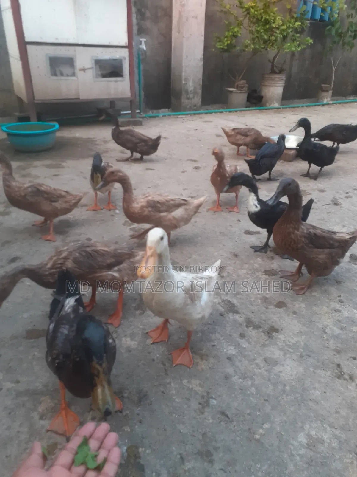 Pure local duck