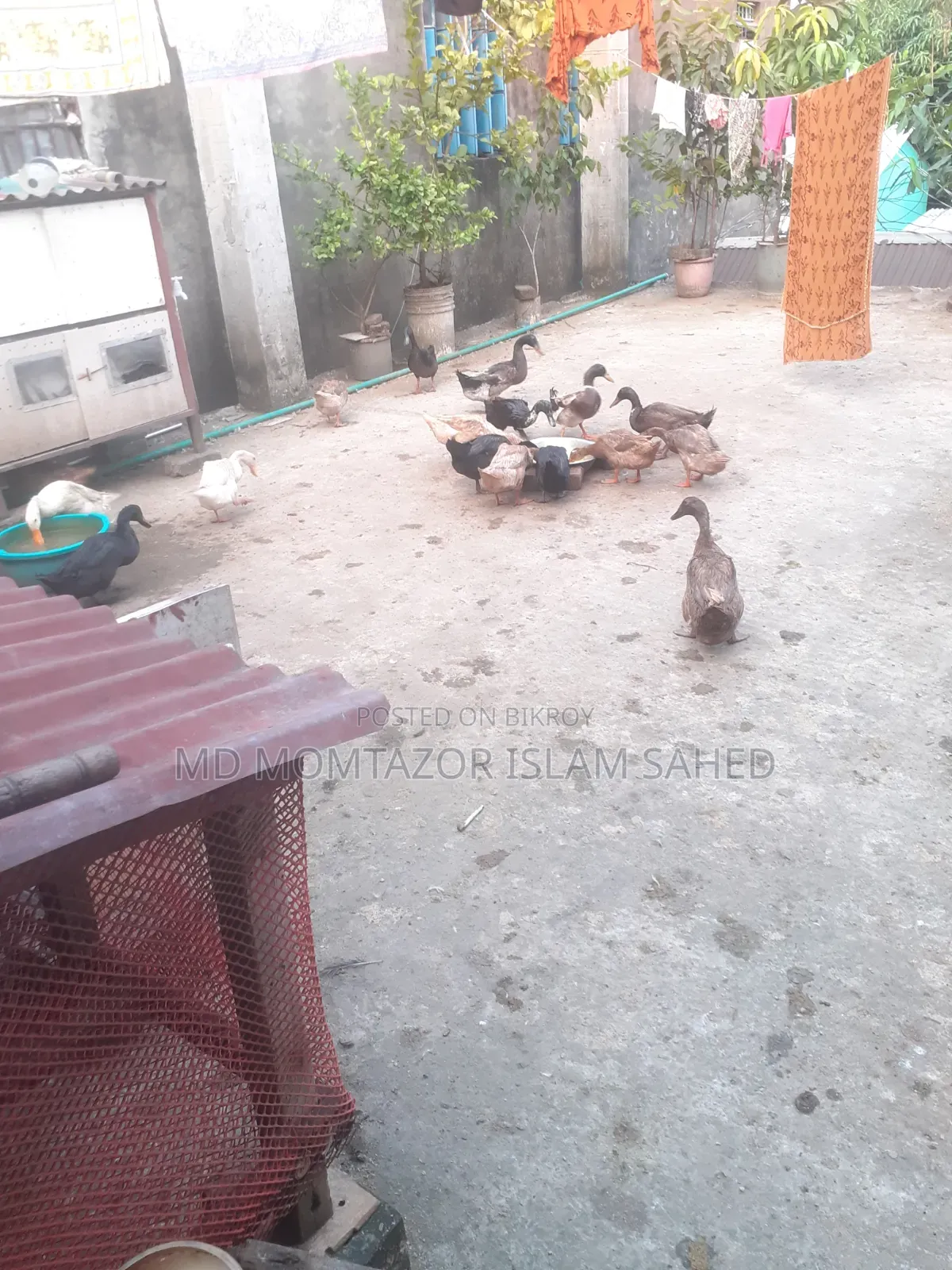 Pure local duck