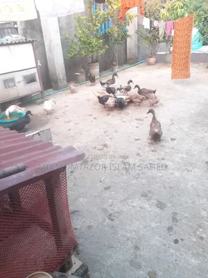Pure local duck