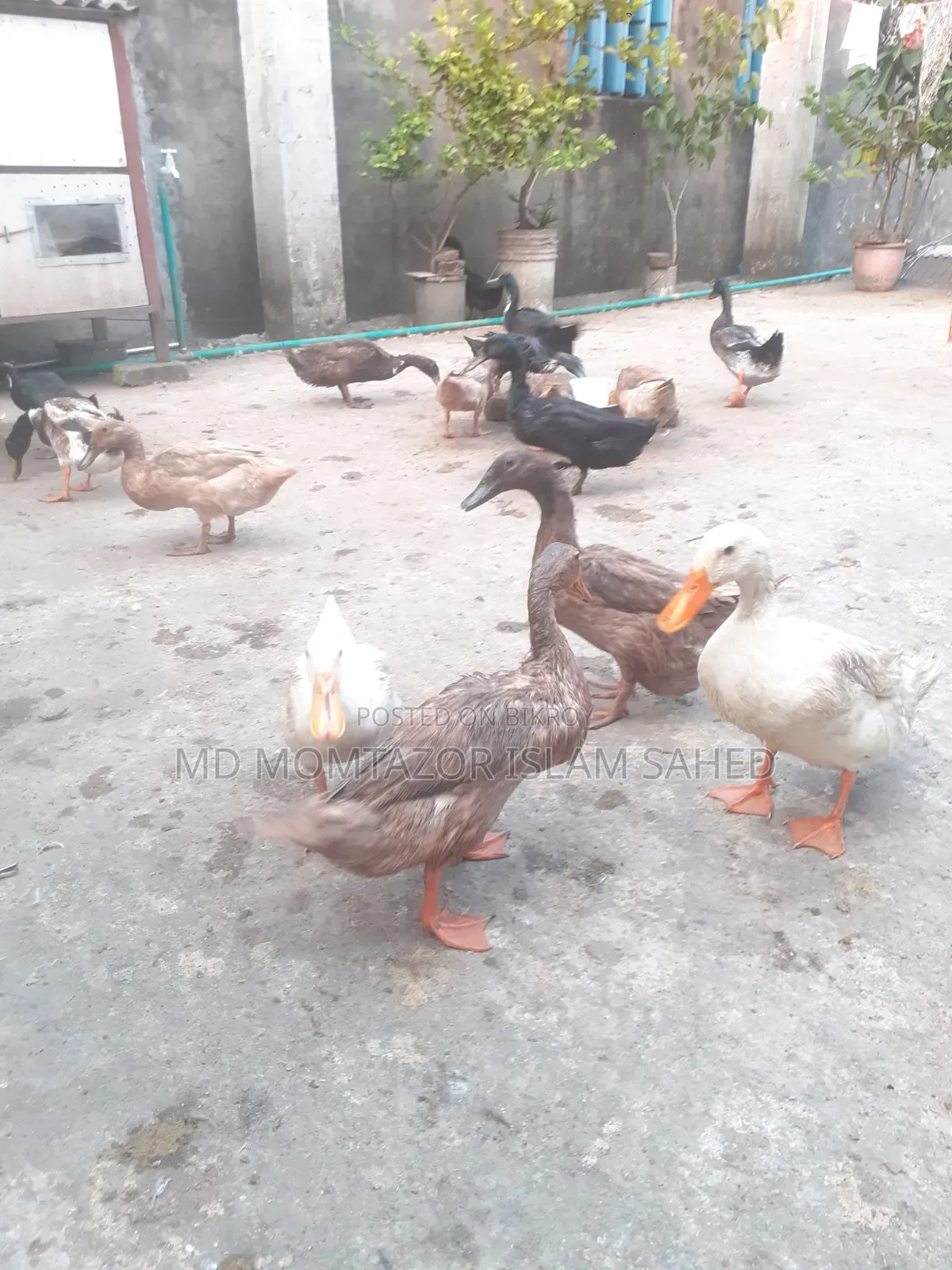 Pure local duck