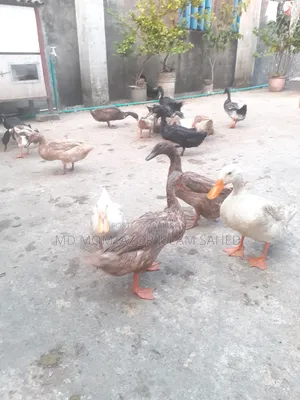 Pure local duck