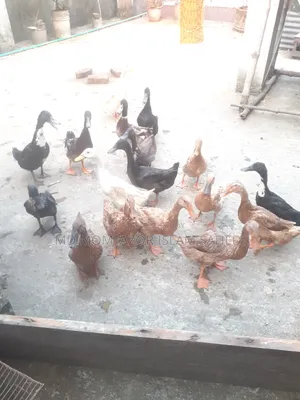 Pure local duck