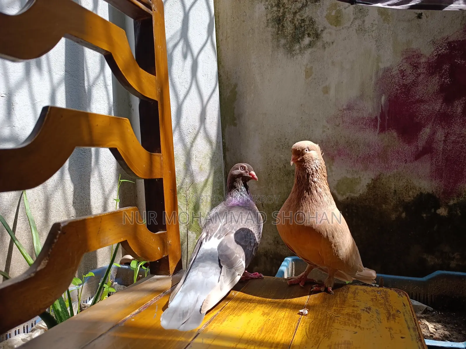 Pigeon Pair