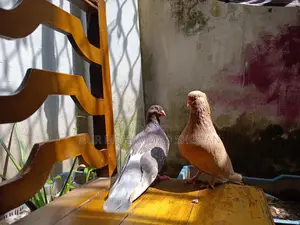 Pigeon Pair