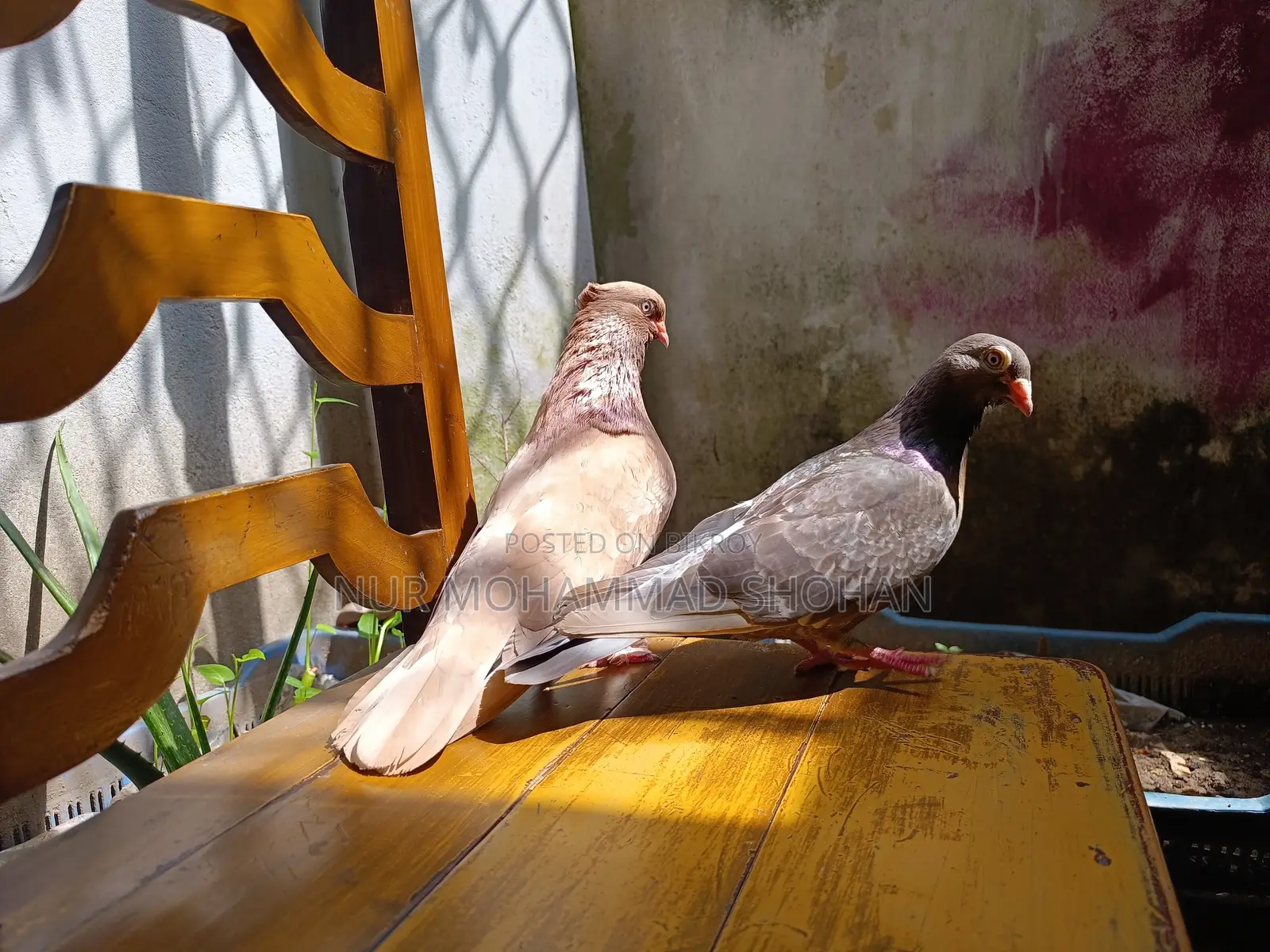 Pigeon Pair