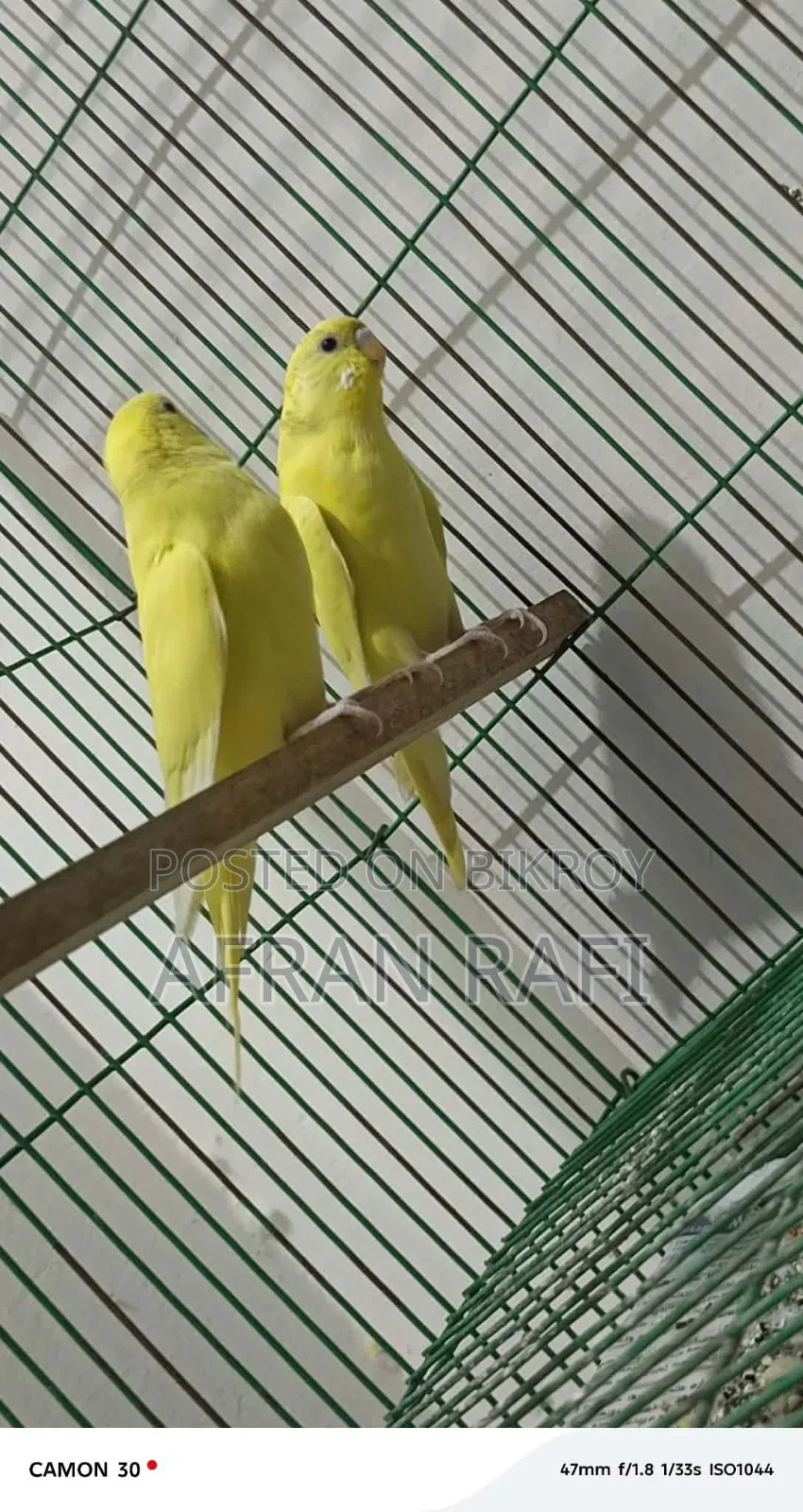 Budgerigar Bird