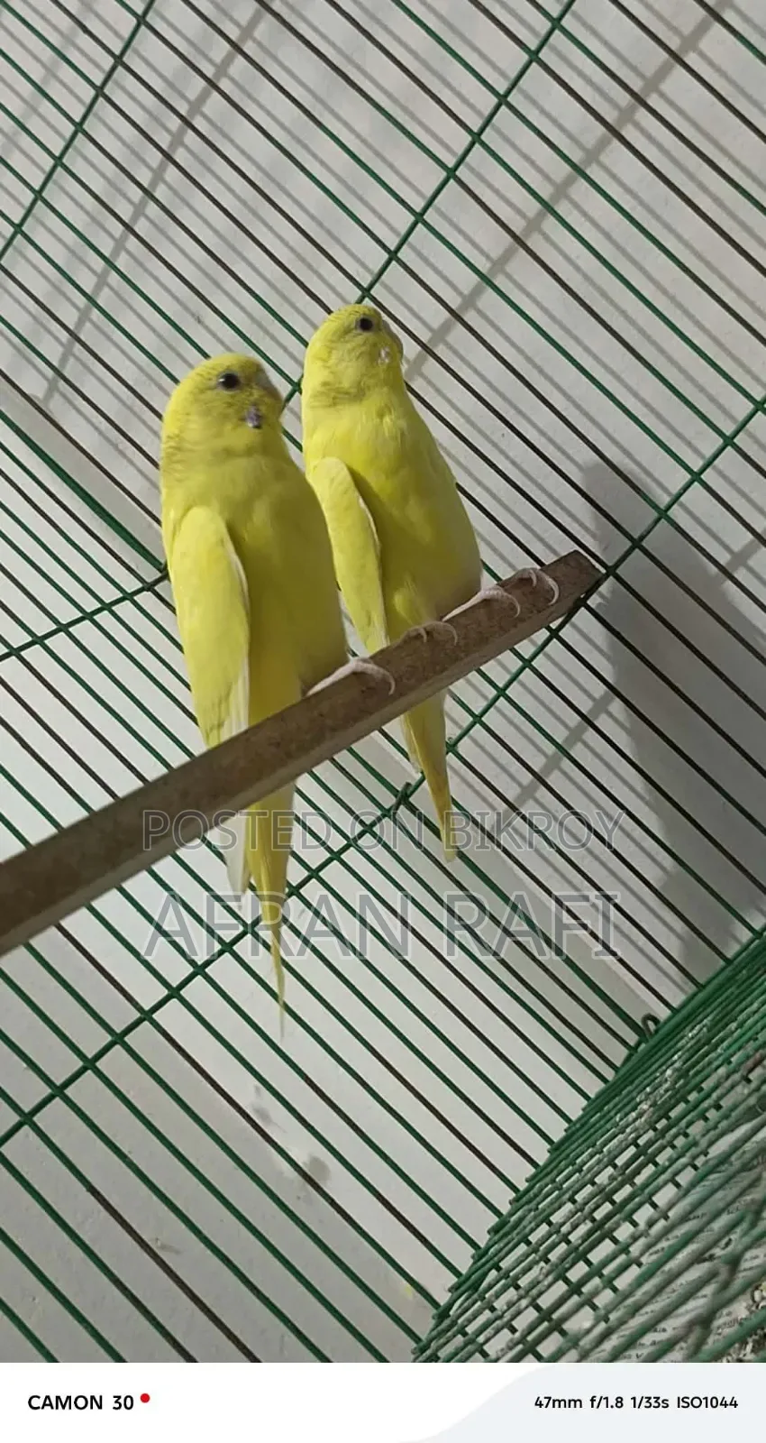 Budgerigar Bird