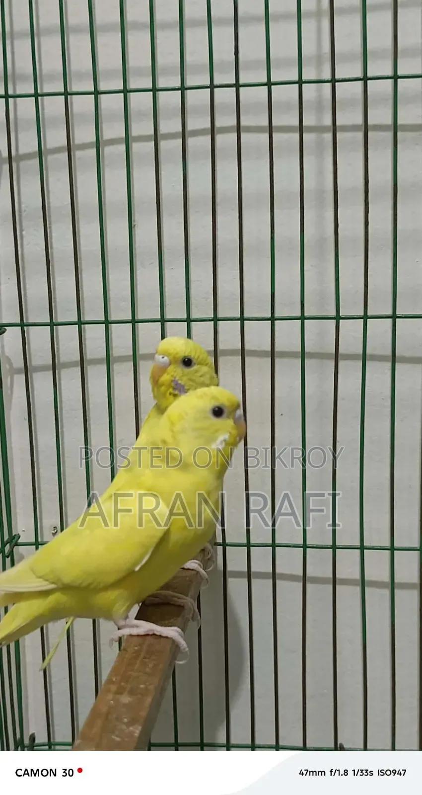 Budgerigar Bird