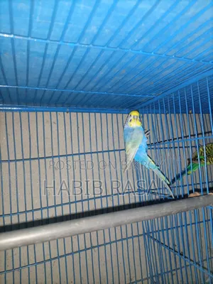 Rainbow Budgerigar