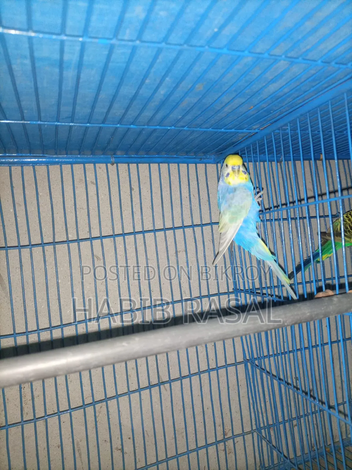 Rainbow Budgerigar