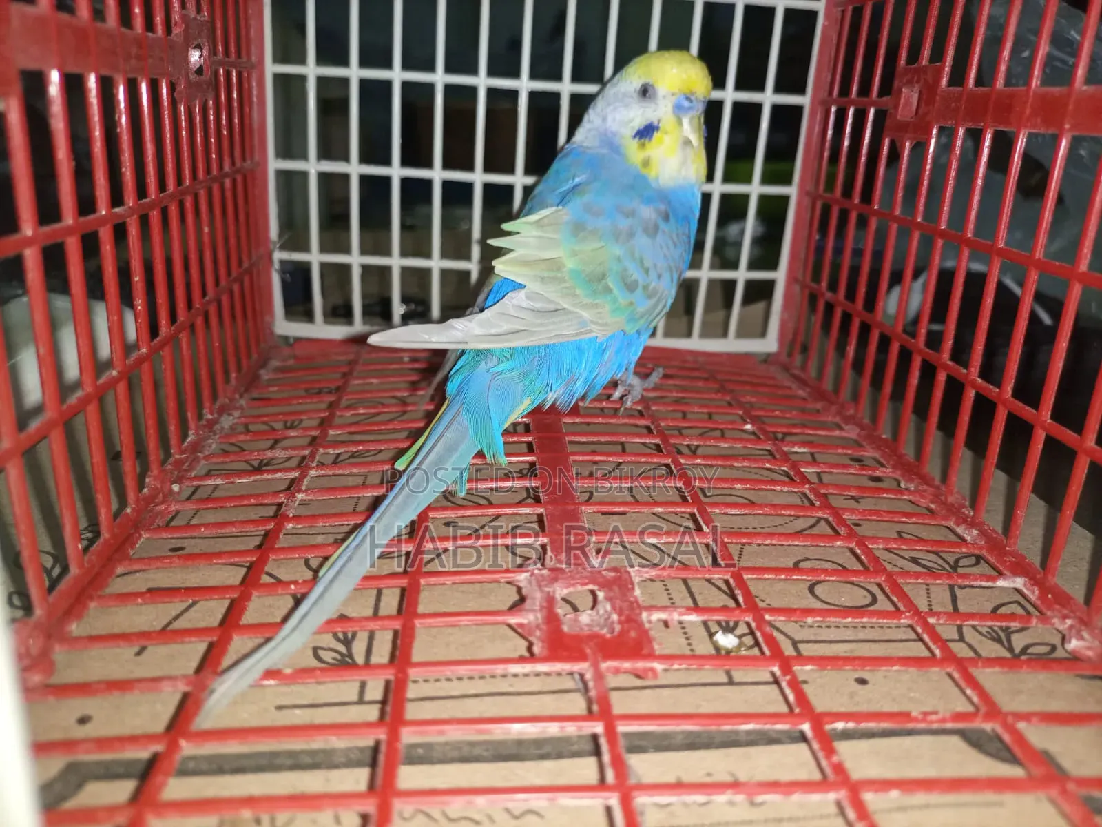 Rainbow Budgerigar