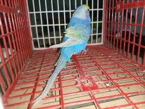Rainbow Budgerigar